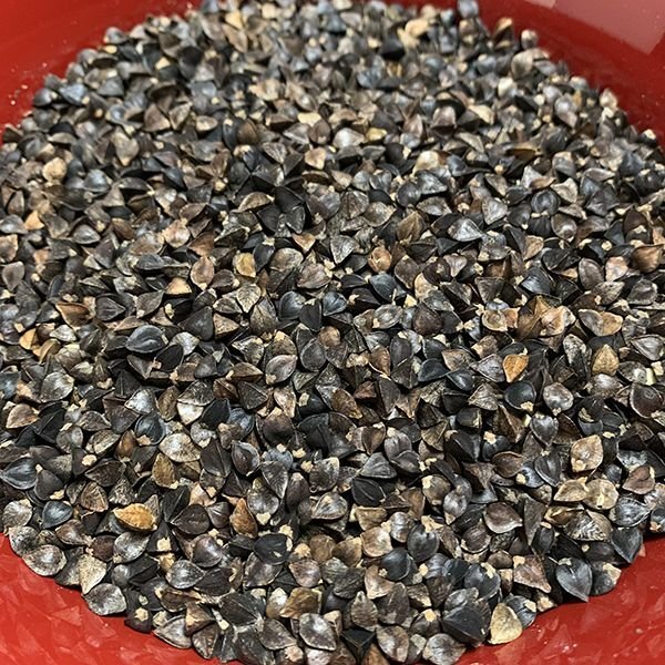 画像2: 殻付き そばの実【国産 玄蕎麦】自家製粉・種まき用・小鳥の餌などに (2)