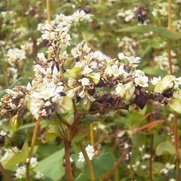 画像5: 殻付き そばの実【国産 玄蕎麦】自家製粉・種まき用・小鳥の餌などに (5)