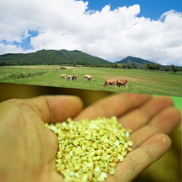 画像2: 産地別の石臼単挽き【地粉プレミアム】岡山県 蒜山高原産  1kg (2)